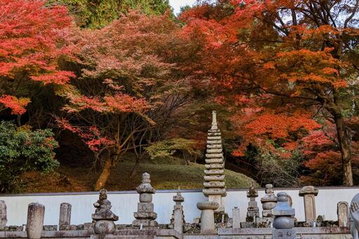 岡寺 岡寺,紅葉,もみじの写真素材