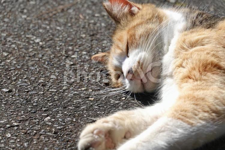 昼寝するかわいい三毛猫 猫,ネコ,保護猫の写真素材