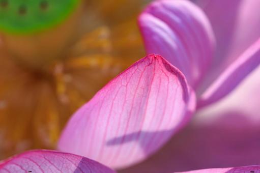 蓮の花びら 蓮の花びら ハス,蓮,古代蓮の写真素材