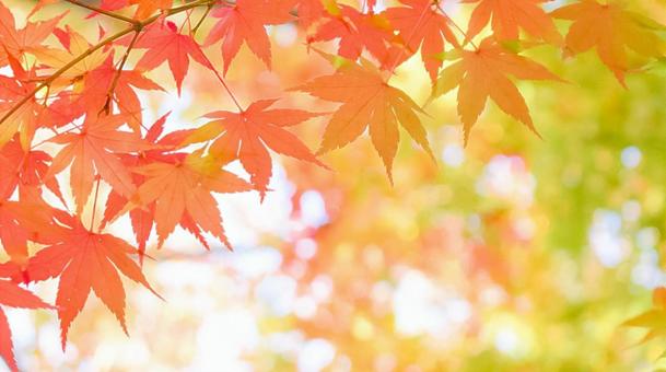 maple leaves in autumn, JPG maple leaves in autumn, autunno, foglie di autunno, acero, JPG