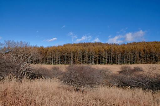 秋の八島湿原の写真