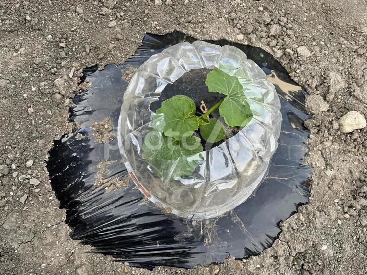 防寒　防虫対策をした畑 カバー,プラスチック,防虫対策の写真素材
