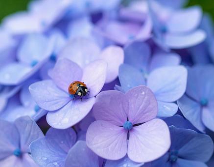 紫陽花とテントウムシ 紫陽花とテントウムシの写真