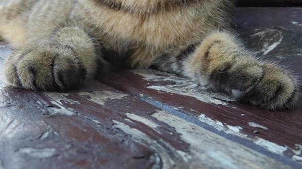 もふもふで可愛い猫様のお手々 もふもふで可愛い猫様のお手々 猫,キジトラ,お手々の写真素材