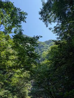 山の中から 山の中からの写真