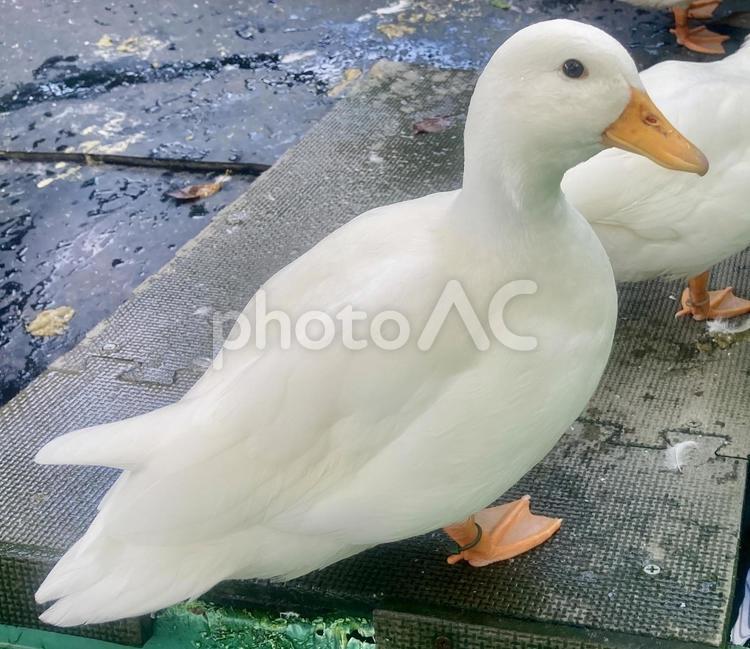 コールダック。小さい可愛いアヒル。 コールダック,アップ,アヒルの写真素材