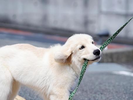 ヤンチャなゴールデンの仔犬 犬,ゴールデンレトリバー,dogの写真素材