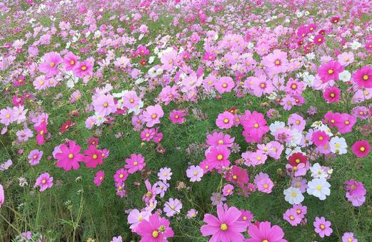 満開のコスモス畑 コスモス,花,花畑の写真素材