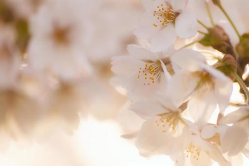 朝の陽光に照らされる桜 朝の陽光に照らされる桜の写真