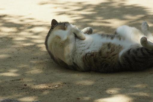 ねこ ねこの写真
