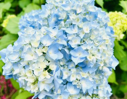 紫陽花(水色) 紫陽花(水色) 紫陽花,あじさい,花の写真素材