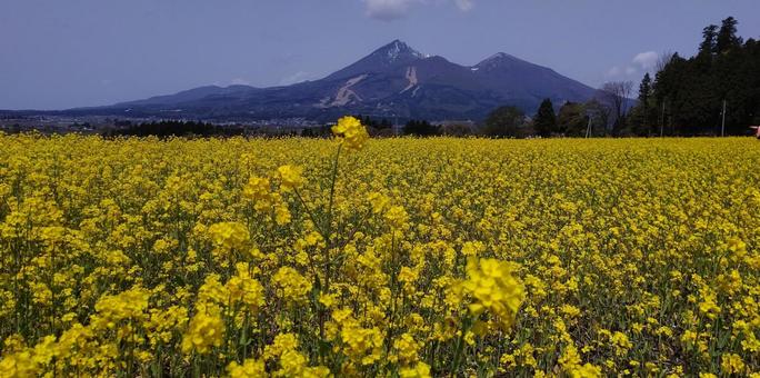 福島の春 春,花,菜の花の写真素材