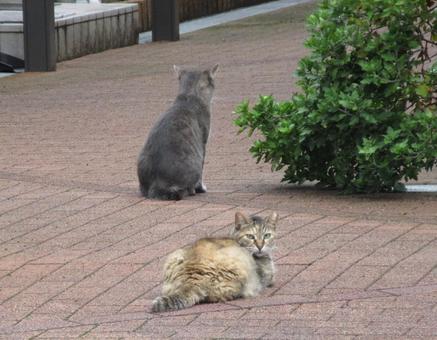 猫二匹 猫二匹 猫,黒猫,野良猫の写真素材