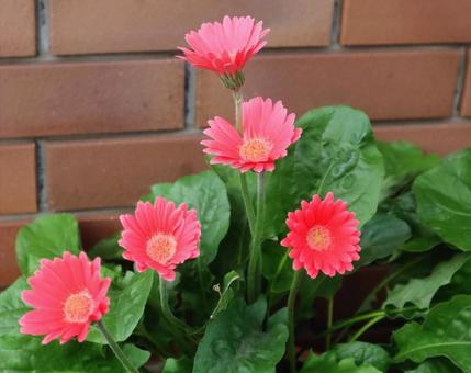 あなたに出会えて良かったの写真