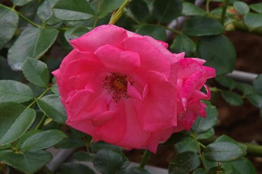 バラ ラビィーニア バラ,ラビィーニア,薔薇の写真素材