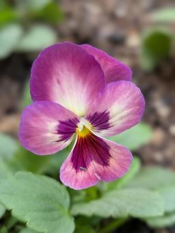 ビオラの花 4 ビオラ,紫,白の写真素材