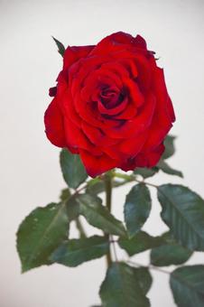 赤いばら ばら,薔薇,赤い薔薇の写真素材