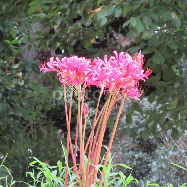 ９月上旬・咲き始めのヒガンバナ 植物,花,ヒガンバナの写真素材