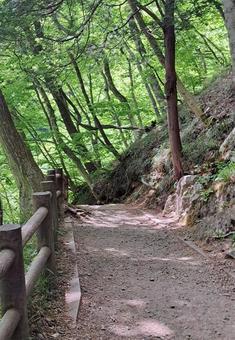 遊歩道② 遊歩道② 山,緑,緑のトンネルの写真素材