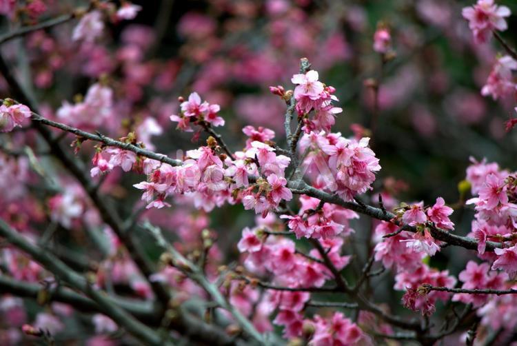 寒緋桜　沖縄　冬の風景 寒緋桜,沖縄,冬の写真素材