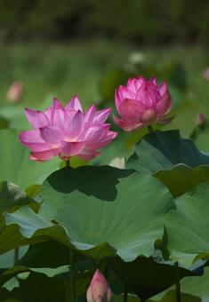 Photo, lotus, plant, flower, 