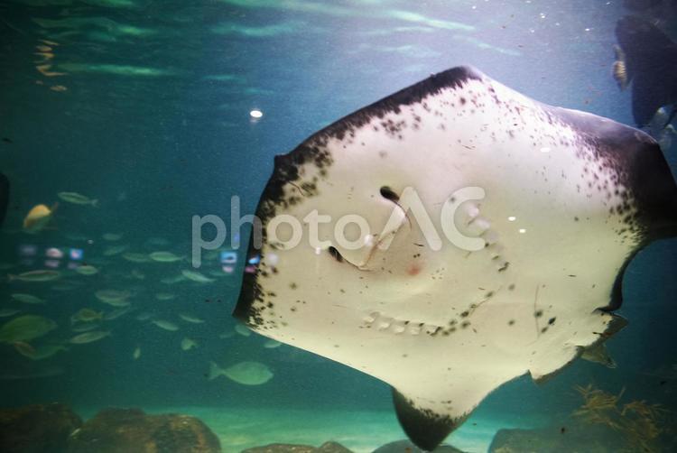 水族館の人気者 エイ,さかな,海水魚の写真素材