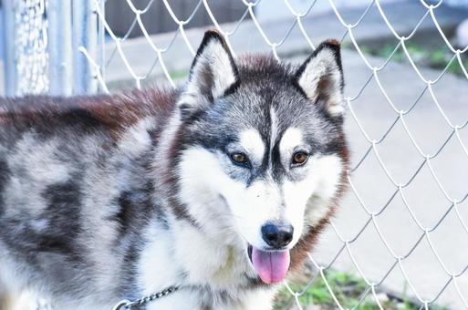ハスキー 犬,シベリアンハスキー,動物の写真素材