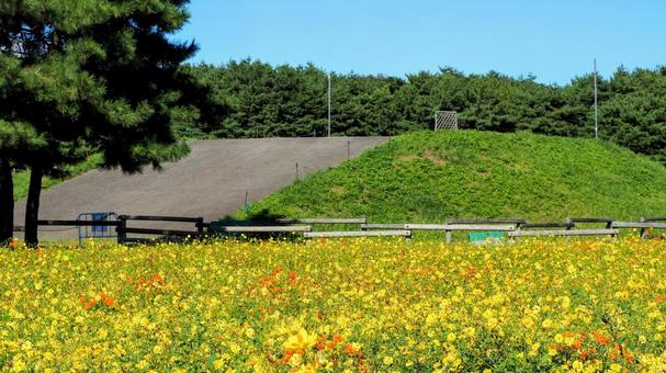 秋のひたち海浜公園・黄花コスモス・茨城県 秋のひたち海浜公園・黄花コスモス・茨城県 秋,キバナコスモス,国営ひたち海浜公園の写真素材