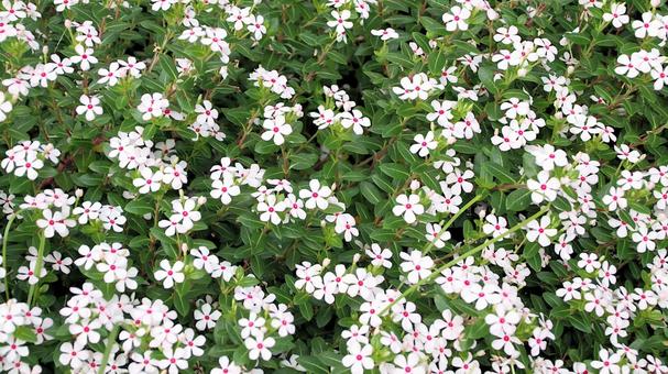 白いニチニチソウの花 白いニチニチソウの花 ニチニチソウ,花,日々草の写真素材