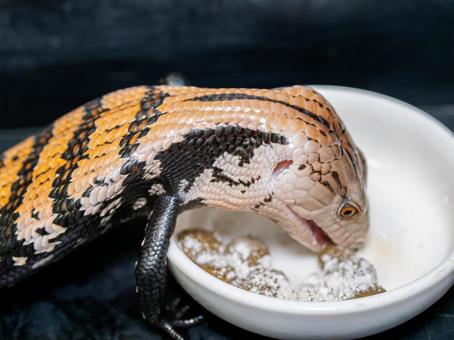 餌を食べるアオジタトカゲのアップ 餌を食べるアオジタトカゲのアップの写真