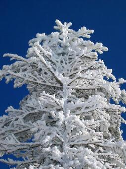 亜高山帯の針葉樹を覆う霧氷 霧氷,樹木,季節の写真素材