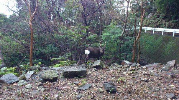 Yakushika deer, JPG