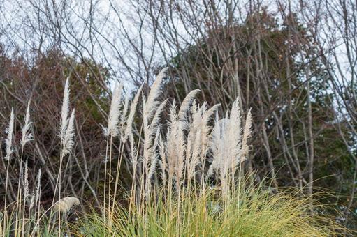 冬の空とパンパスグラス 冬の空とパンパスグラス パンパスグラス,冬,植物の写真素材