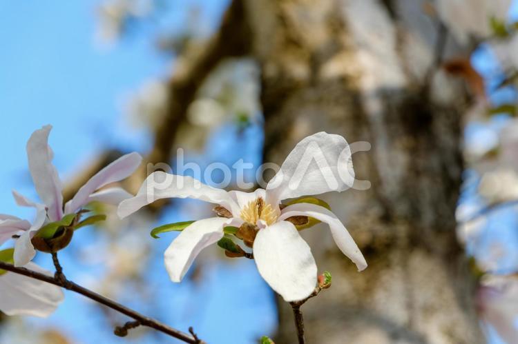 青空を背景に咲くハクモクレンの花 ハクモクレン,白,花の写真素材