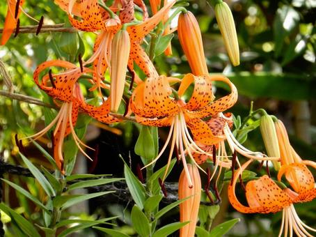 [Flower photo] Tiger lily, JPG