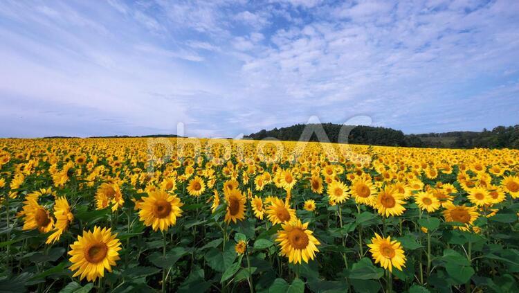 初秋のひまわり畑 初秋,向日葵,草花の写真素材