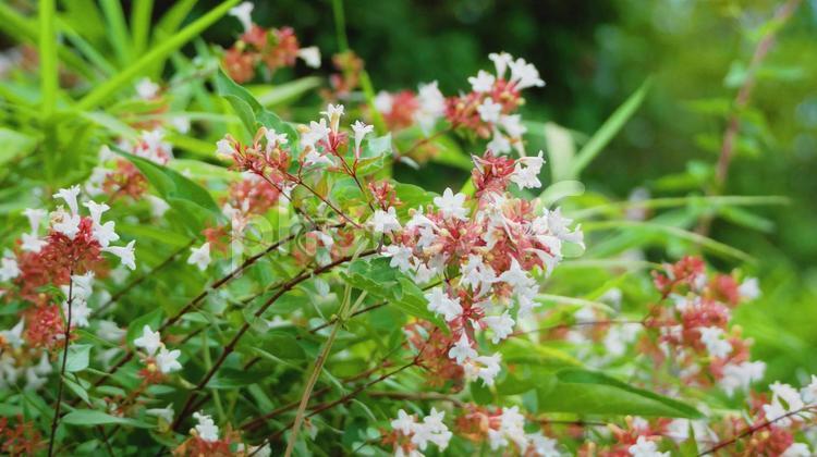 涼しい風の通り道に咲くアベリアの可愛い花 アベリア,ピンク色,白色の写真素材