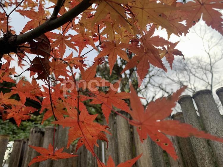紅葉＠赤0010 紅葉,赤,季節の写真素材