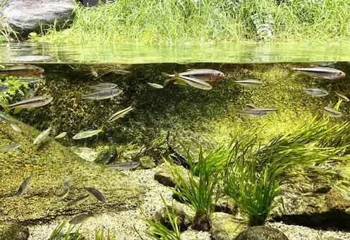 川魚 川魚,魚,川の流れの写真素材