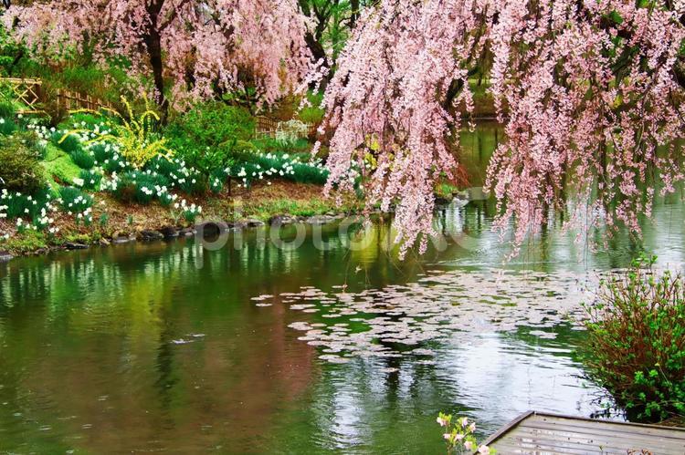 春の公園のイメージ 公園,春,自然の写真素材