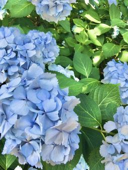 青い紫陽花 青い紫陽花の写真