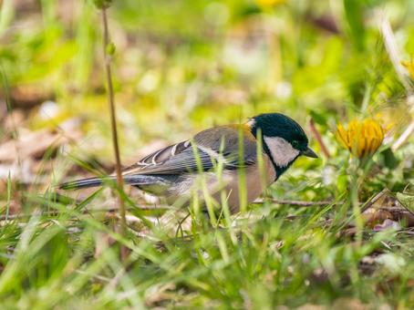 地面を歩くシジュウカラ 地面を歩くシジュウカラの写真
