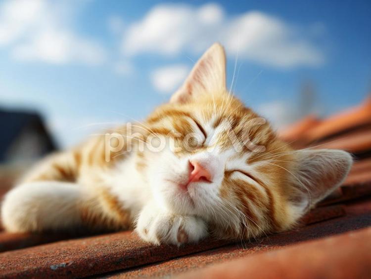 屋根の上で眠る猫 ネコ,動物,生き物の写真素材