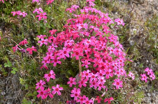 鮮やかな濃いピンク色の芝桜（シバザクラ） 芝桜,シバザクラ,花の写真素材