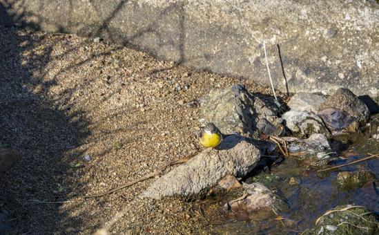 冬陽に休むキセキレイ キセキレイ,野鳥,鳥の写真素材