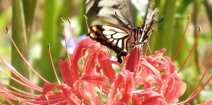 アゲハtチョウと彼岸花 アゲハtチョウと彼岸花の写真