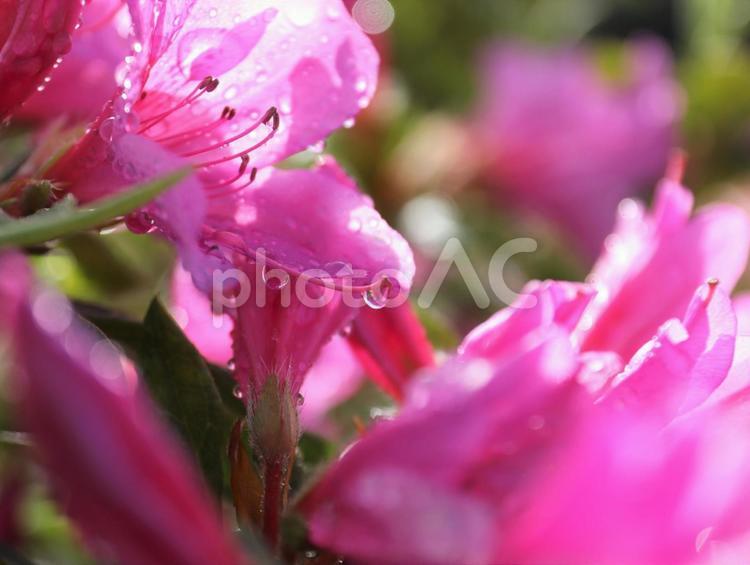 ツツジの花としずく ツツジ,花,花びらの写真素材