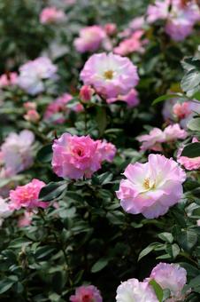 オータムローズの7 オータムローズの7 ピンク,グラデーション,薔薇の写真素材