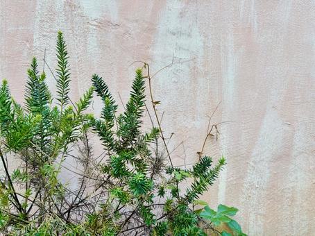 ローズマリー、コピースペース ローズマリー,ハーブ,グリーンの写真素材