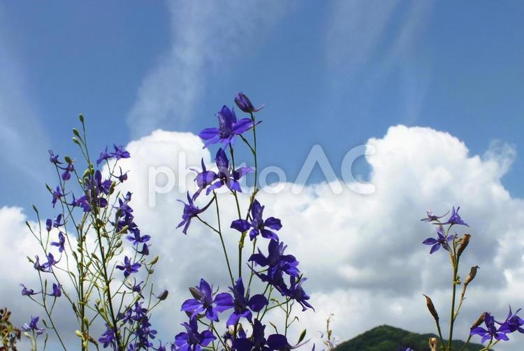 飛燕草　ヒエンソウと積乱雲 ヒエンソウ,チドリソウ,青い花の写真素材